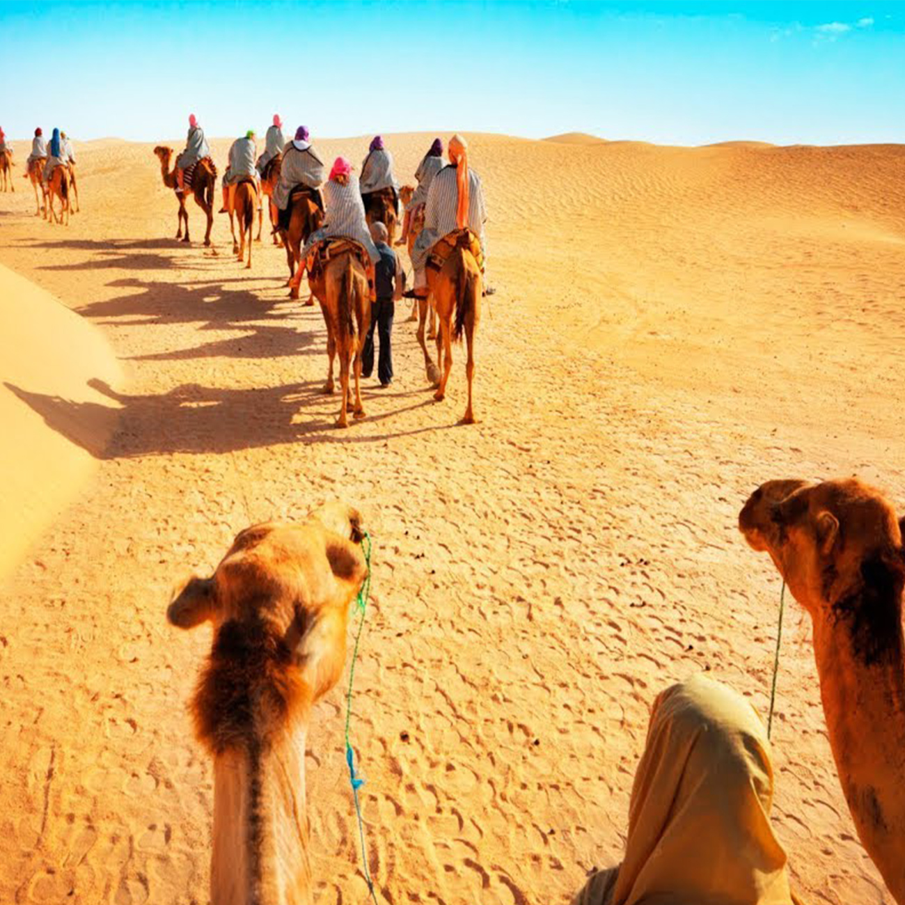 al ain camel safari